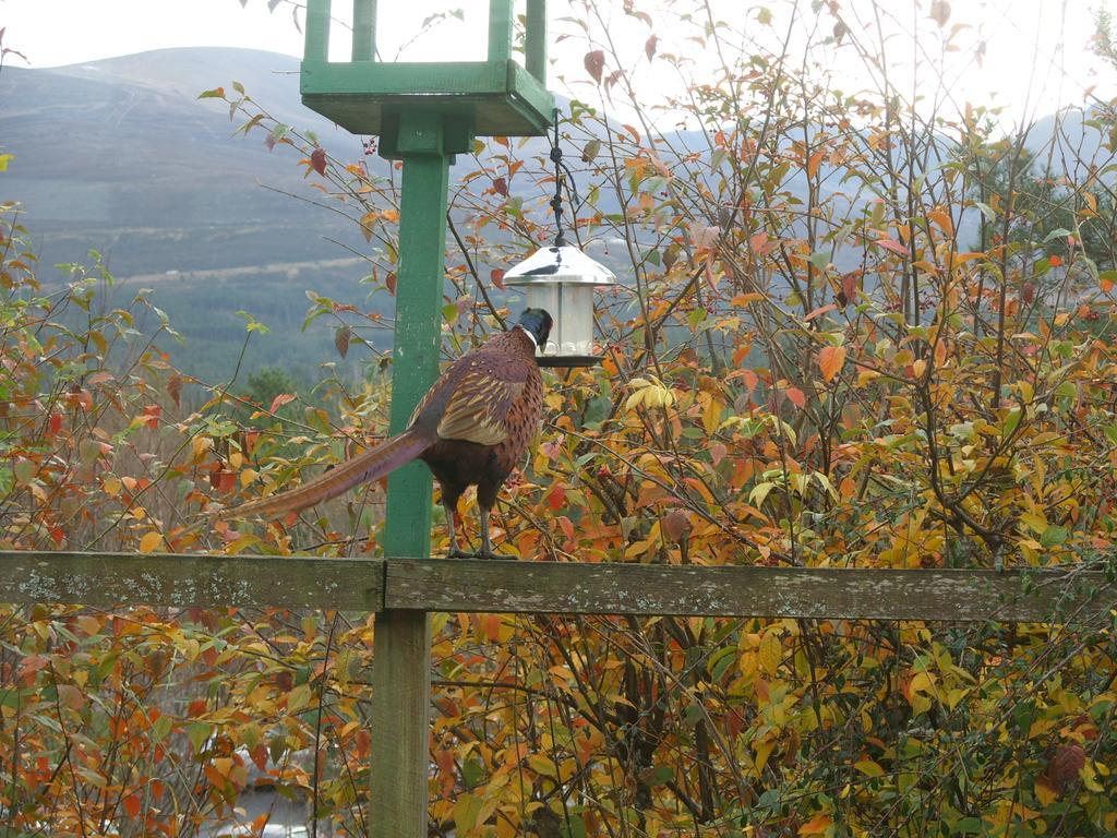 Cairngorm Lodge Youth Hostel Loch Morlich Εξωτερικό φωτογραφία